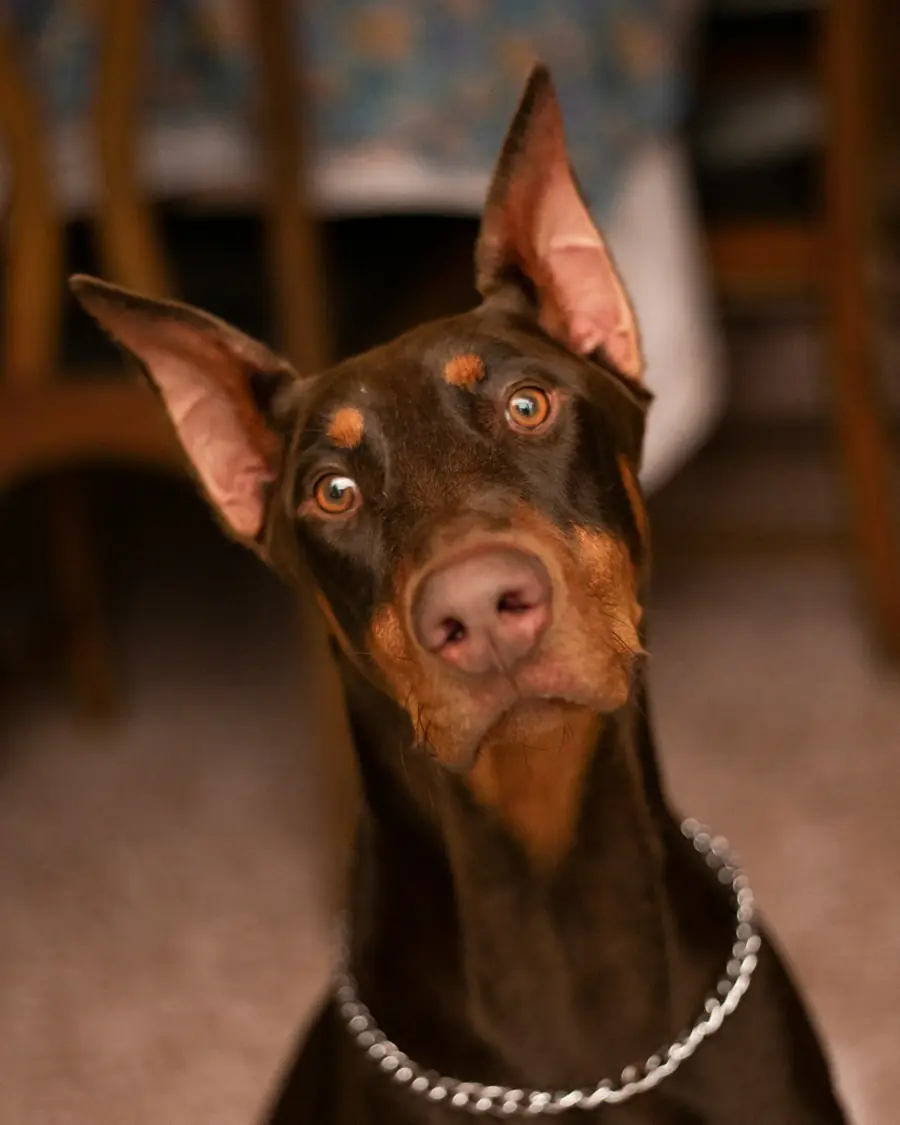 A red and rust Doberman indoors at home