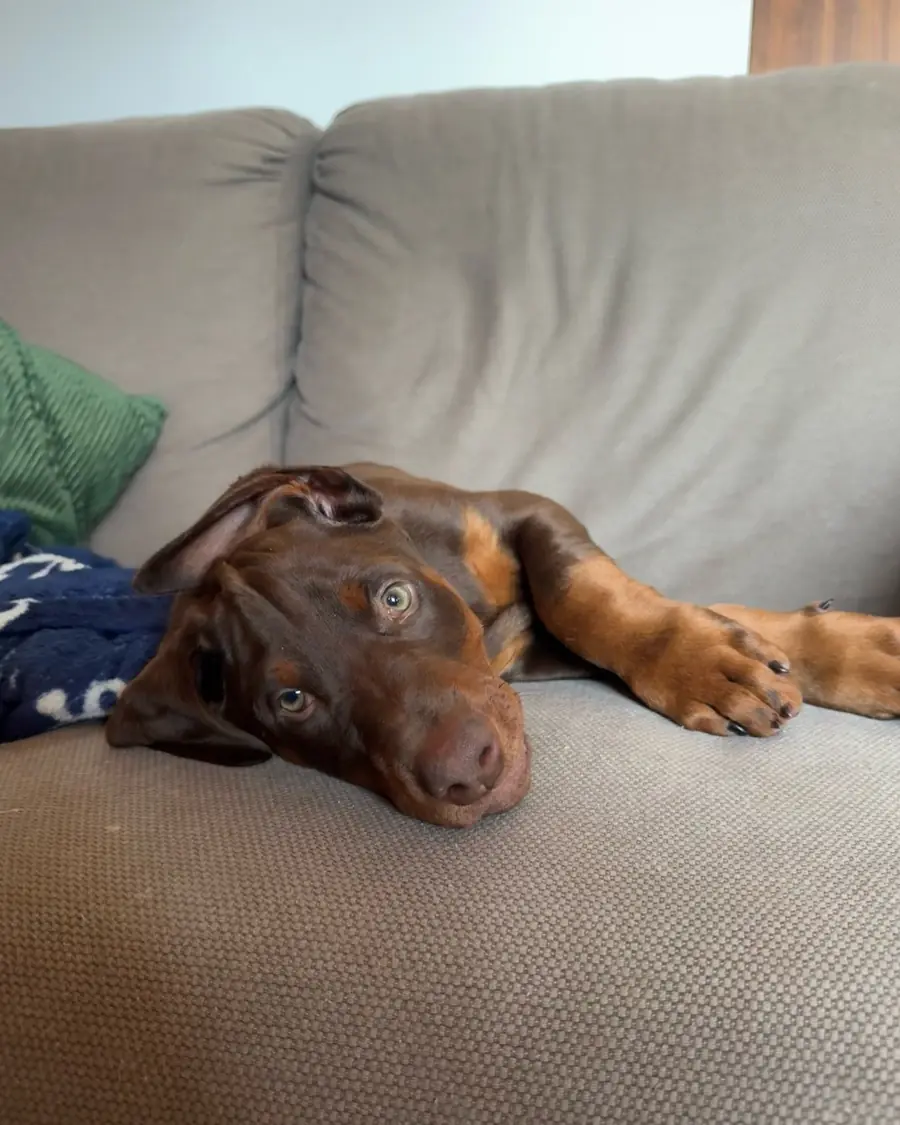Freya, a red & rust Doberman puppy