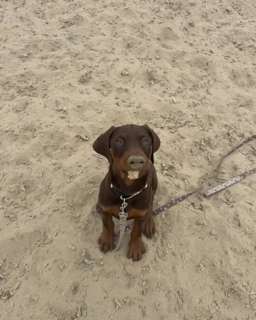 Nala, a red & rust Doberman puppy