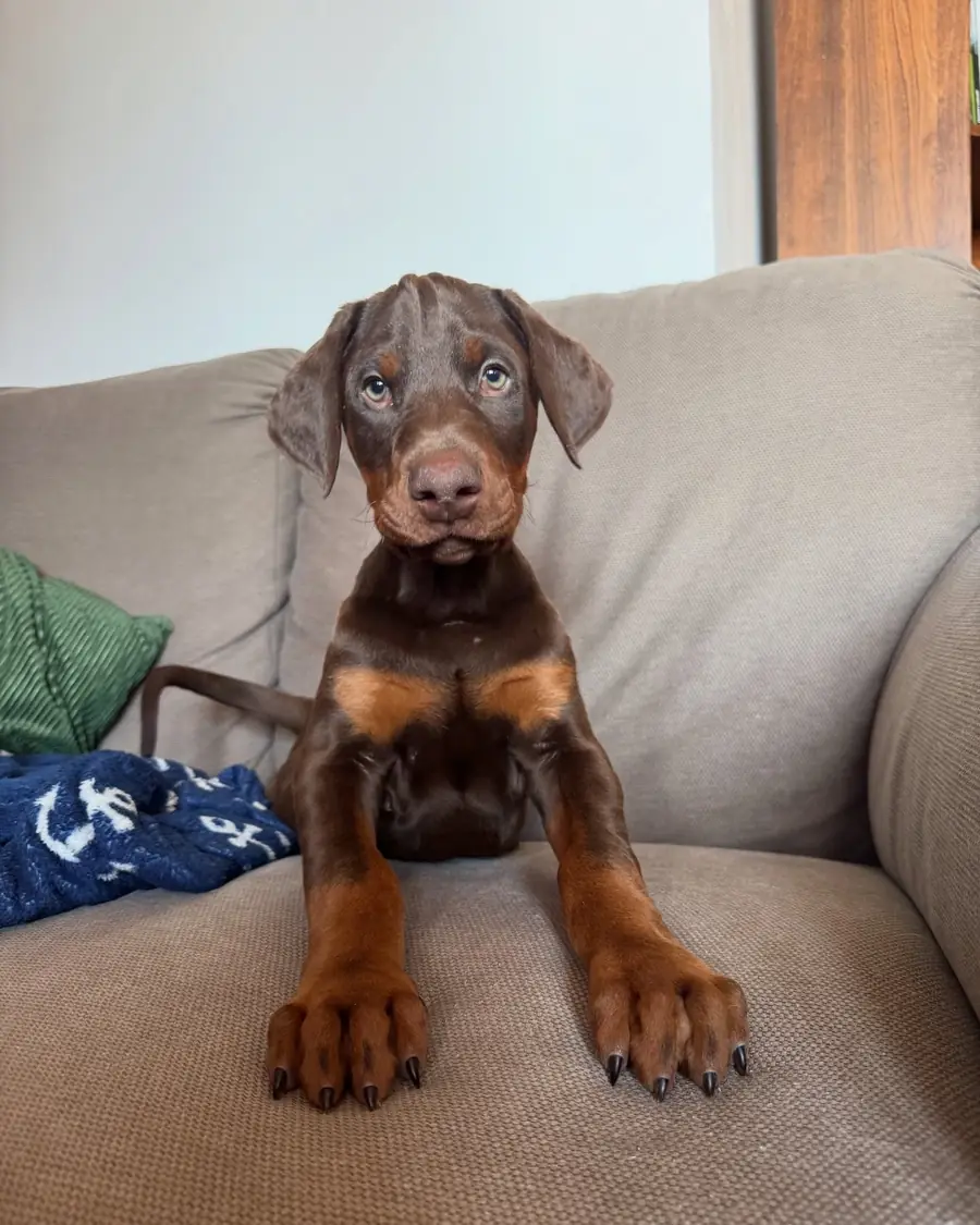 Otto, a red & rust Doberman puppy