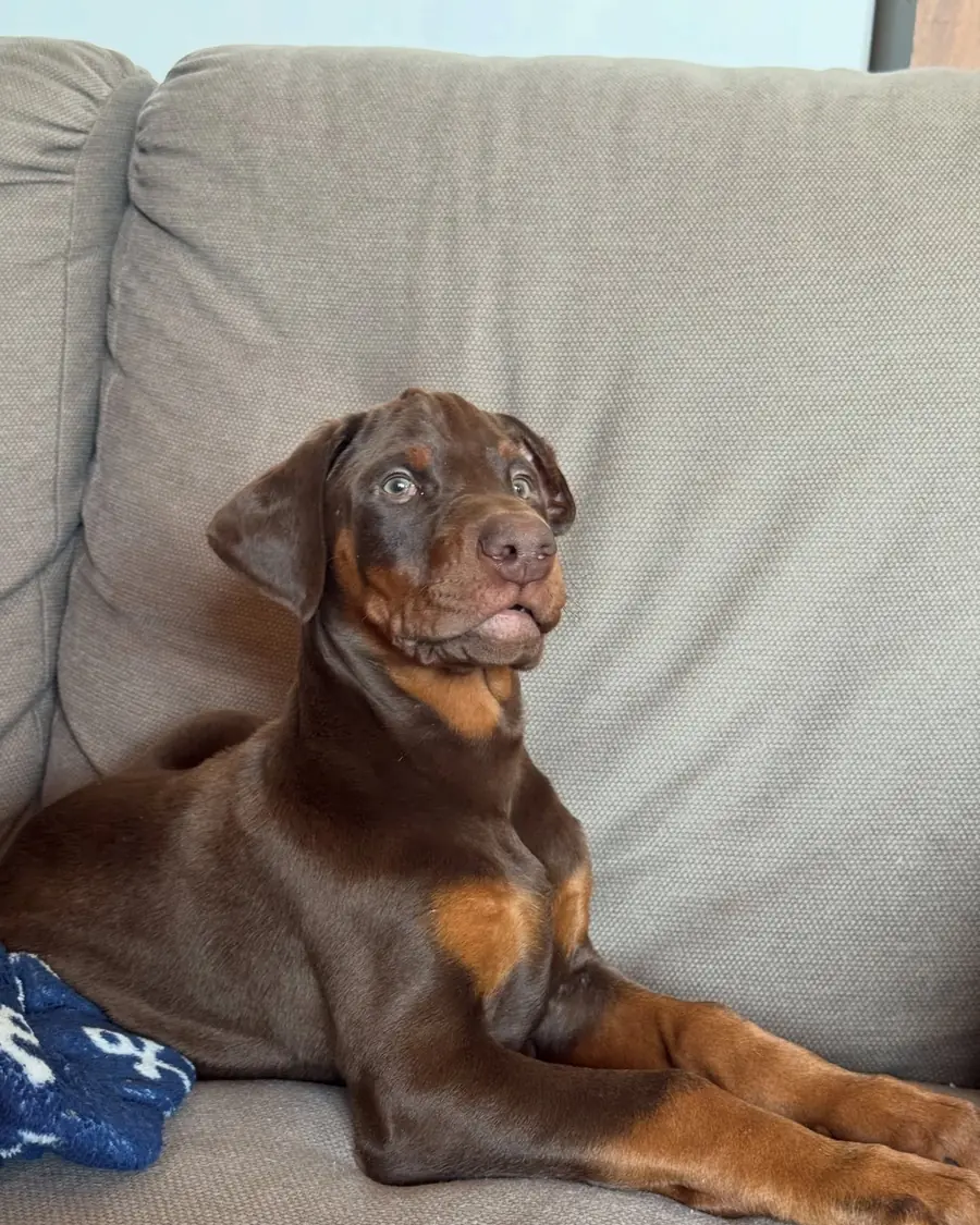 Rico, a red & rust Doberman puppy