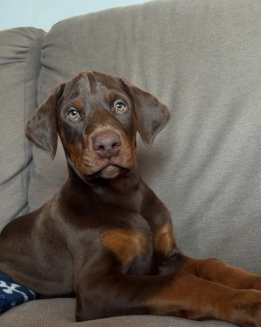 Saskia, a red & rust Doberman puppy