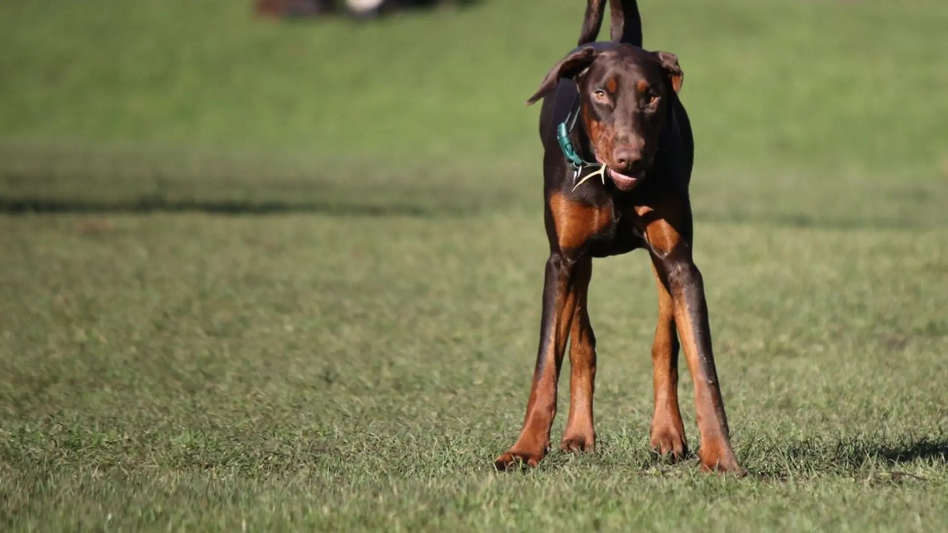 A red and rust Doberman standing alert on open grass